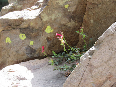 Lassen Volcanic National Park northern California Wildflowers