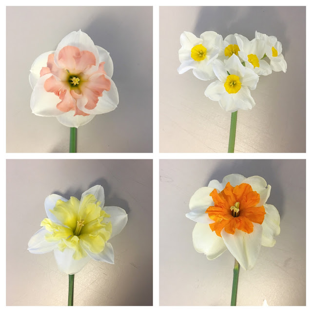 daffodil study