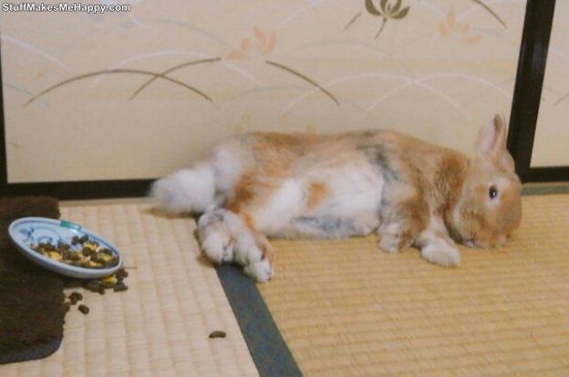 Sleeping Animals: These Pets Sleeping Habits Are Creeping Out Their Japanese Owners