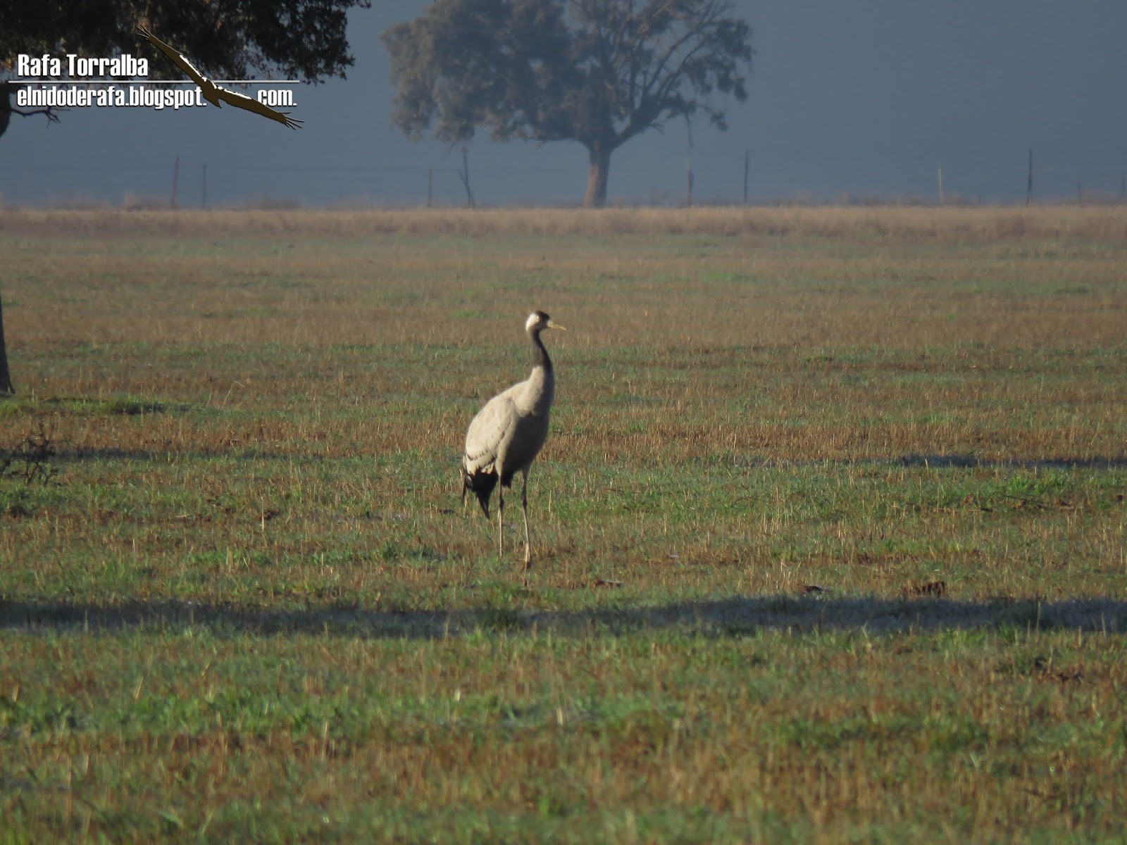 El Nido de Rafa Por los Montes de Toledo (Retuerta del Bullaque