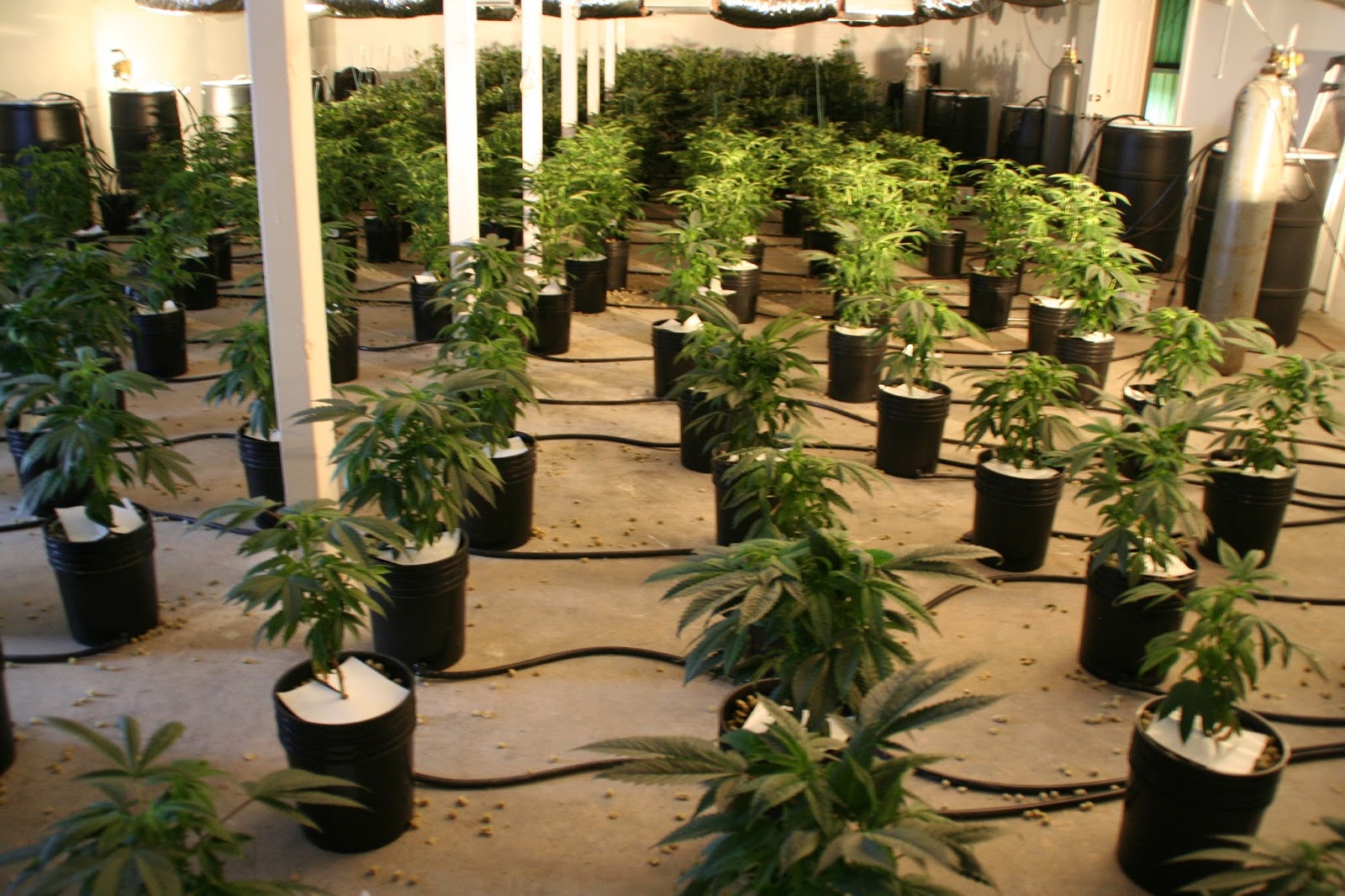 ферма гидропонная канабис. гидропоника канабис. гроубокс для конопли. гроубокс конопля гидропоника. анаши.