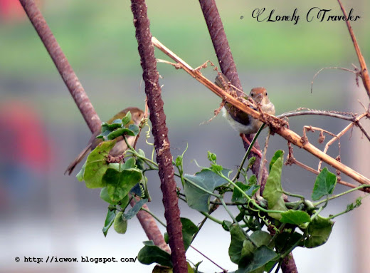 Common tailorbird - Orthotomus sutorius