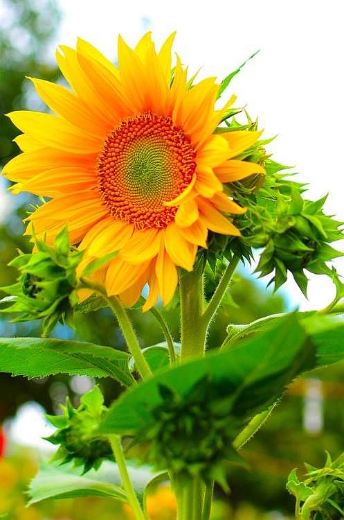 Tanneneck Wie Das Leben So Spielt