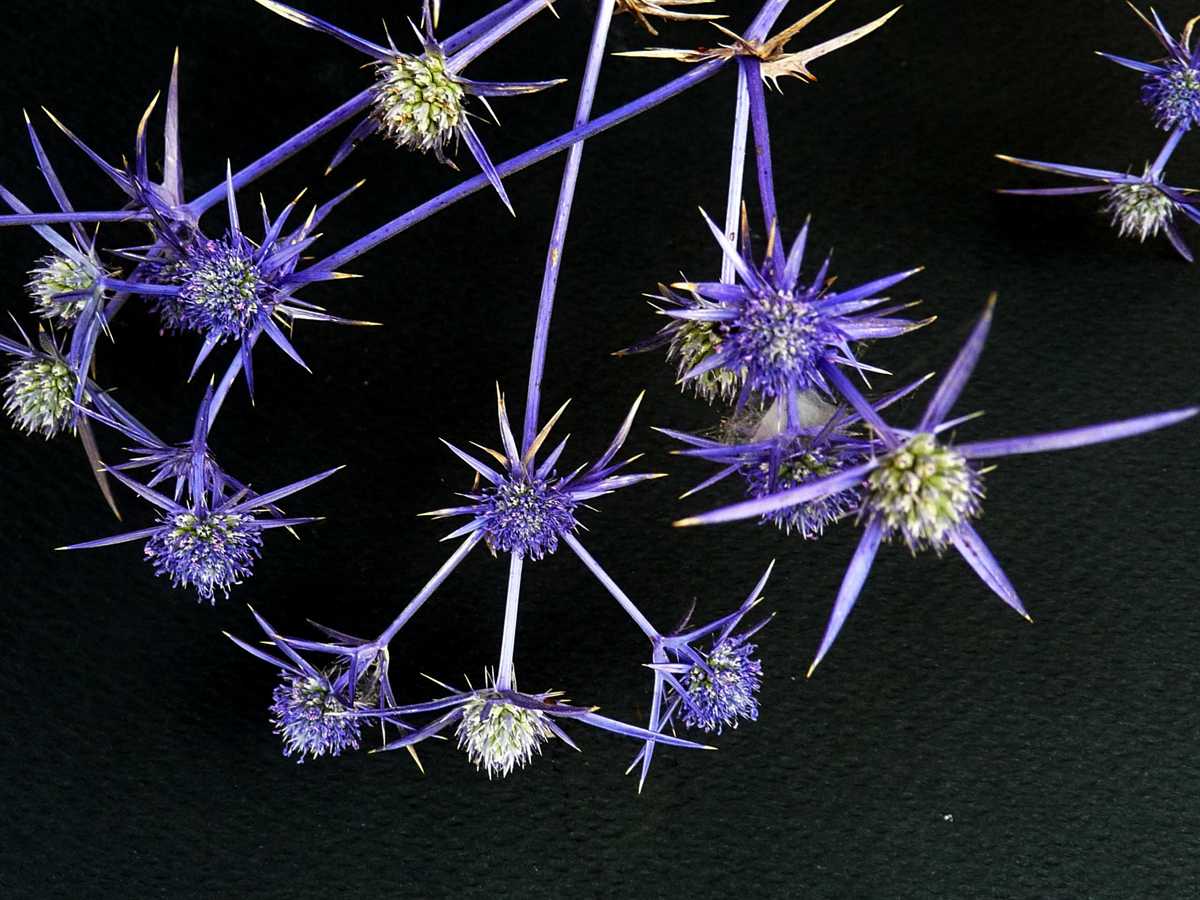 r o b i n 's y a r d Eryngium creticum