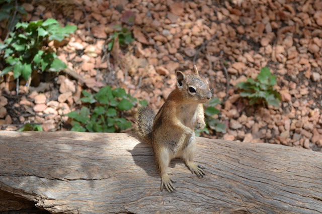 Каньон Брайс, Юта (Bryce Canyon National Park, UT)