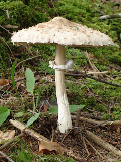 Chlorophyllum rhacodes DSC45534