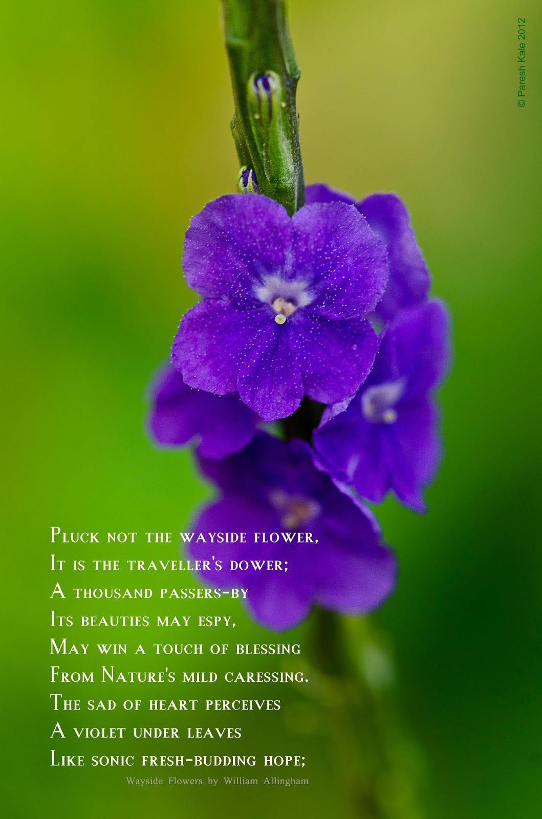 The Top Post ! A flower a poem