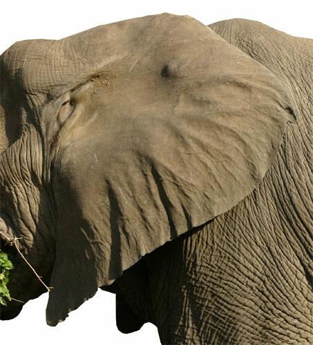 WHY DO ELEPHANTS HAVE BIG EARS? |The Garden of Eaden