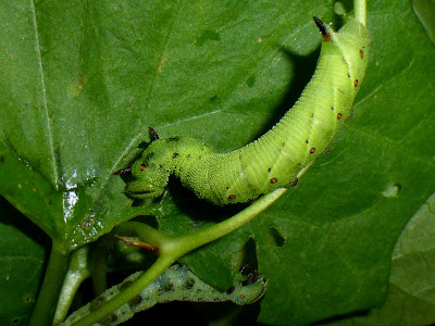 Agrius convolvuli caterpillar Agrius convolvuli caterpillar