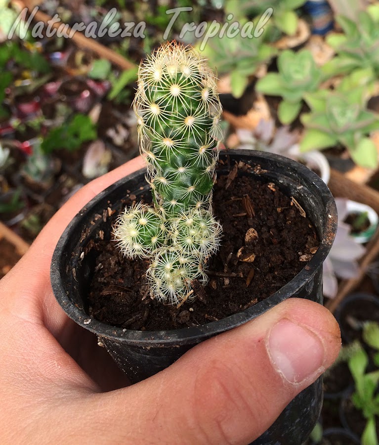 Características generales del cactus Mammillaria elongata