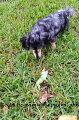 Captured iguana