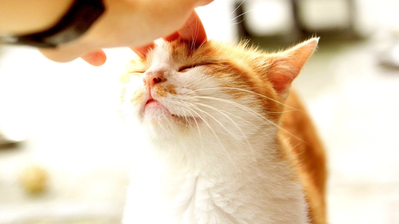 Dog Grooming Cedar Park - Trip to Park