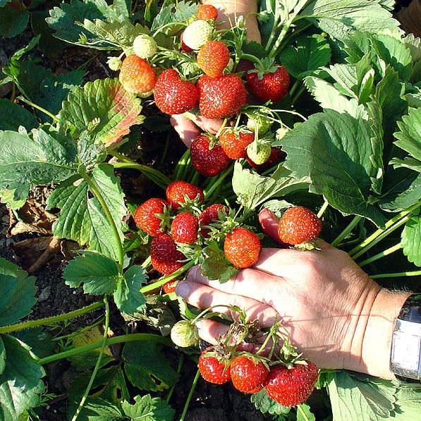malinalli-herbolaria-m-dica-fresa-o-frutilla-strawberry-fragaria