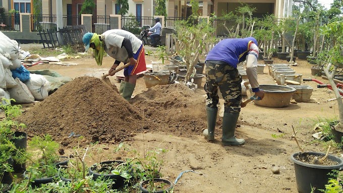 PEMUPUKAN SECARA BERKALA SANGAT PENTING UNTUK TANAMAN BONSAI