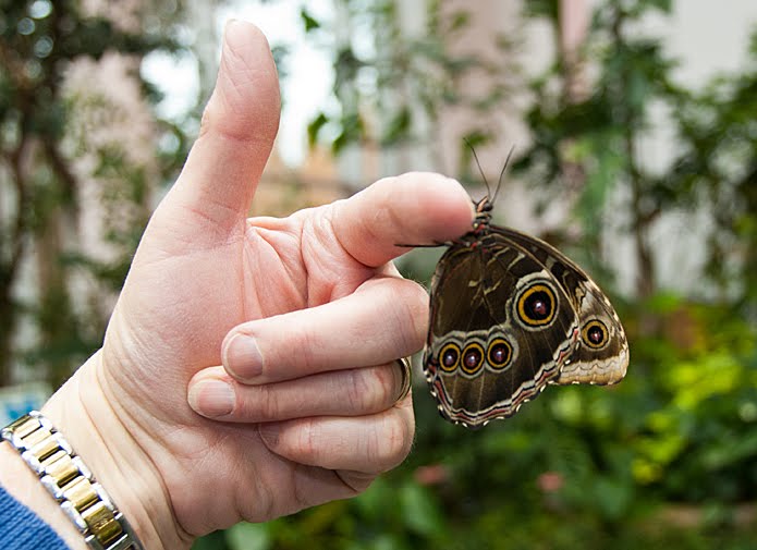 Pacific Science Center Life Sciences They Touch Butterflies, Don’t They?