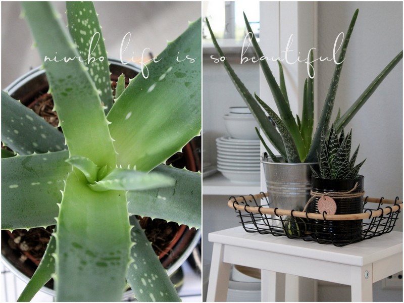 Niwibo Life Is So Beautiful Meine Zimmerpflanzen Und Ich Oder
