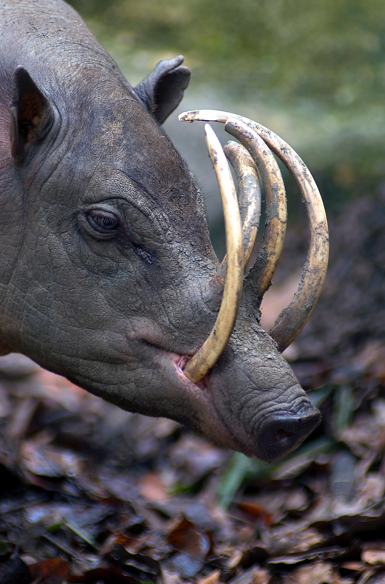 Animals You May Not Have Known Existed - The Babirusa