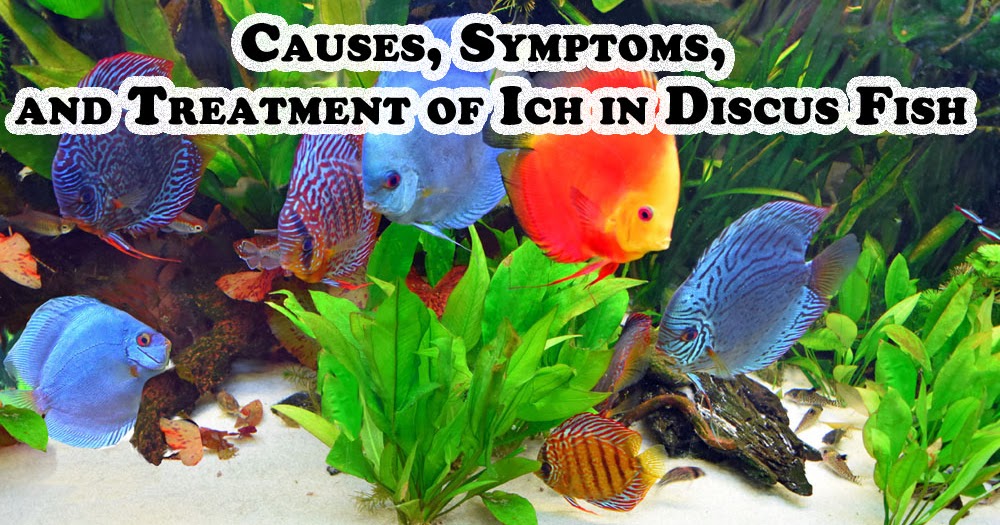 Causes, Symptoms, and Treatment of Ich in Discus Fish