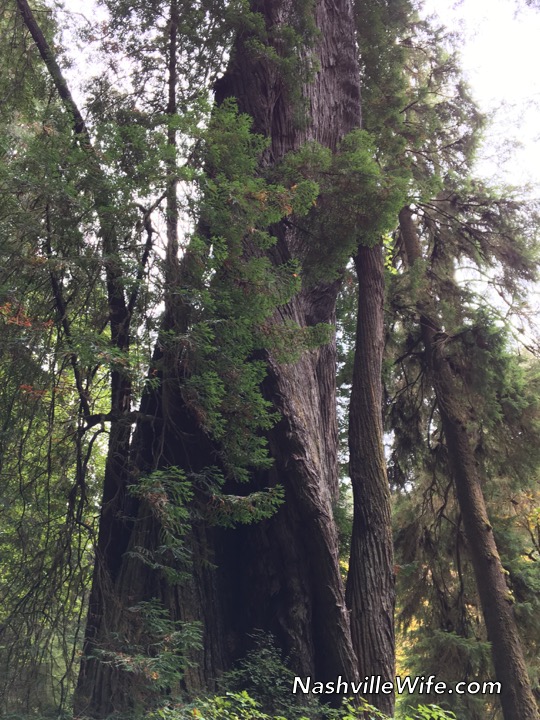 Wrap Up Redwood National And State Parks