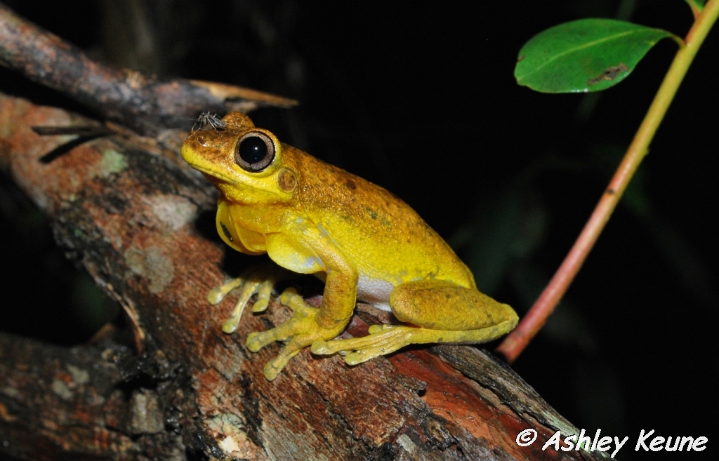 Australian Frogs Photography KEUNEA PHOTOGRAPHY Another Collection of
