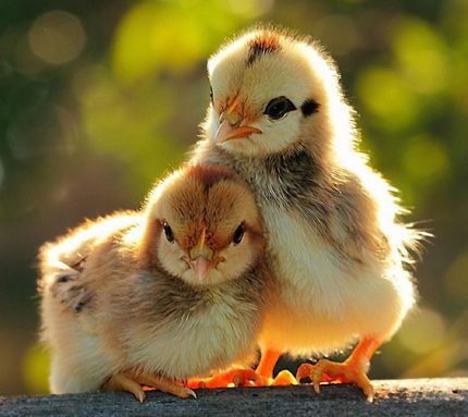 Progressive Charlestown: Why I’m a Chick with Chicks