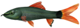 Tap Fish index Shark Algae Eater