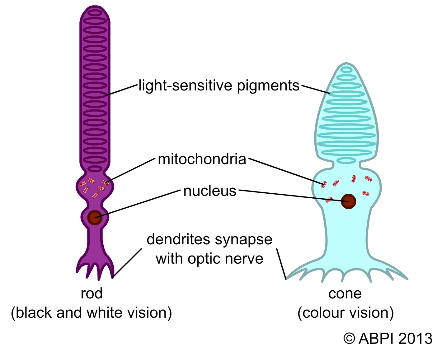 La Mitocondria Nuestros tejidos VI Tejidos epiteliales (epitelio