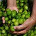 SAÚDE / Umbu é uma das opções de frutas saudáveis para o Verão