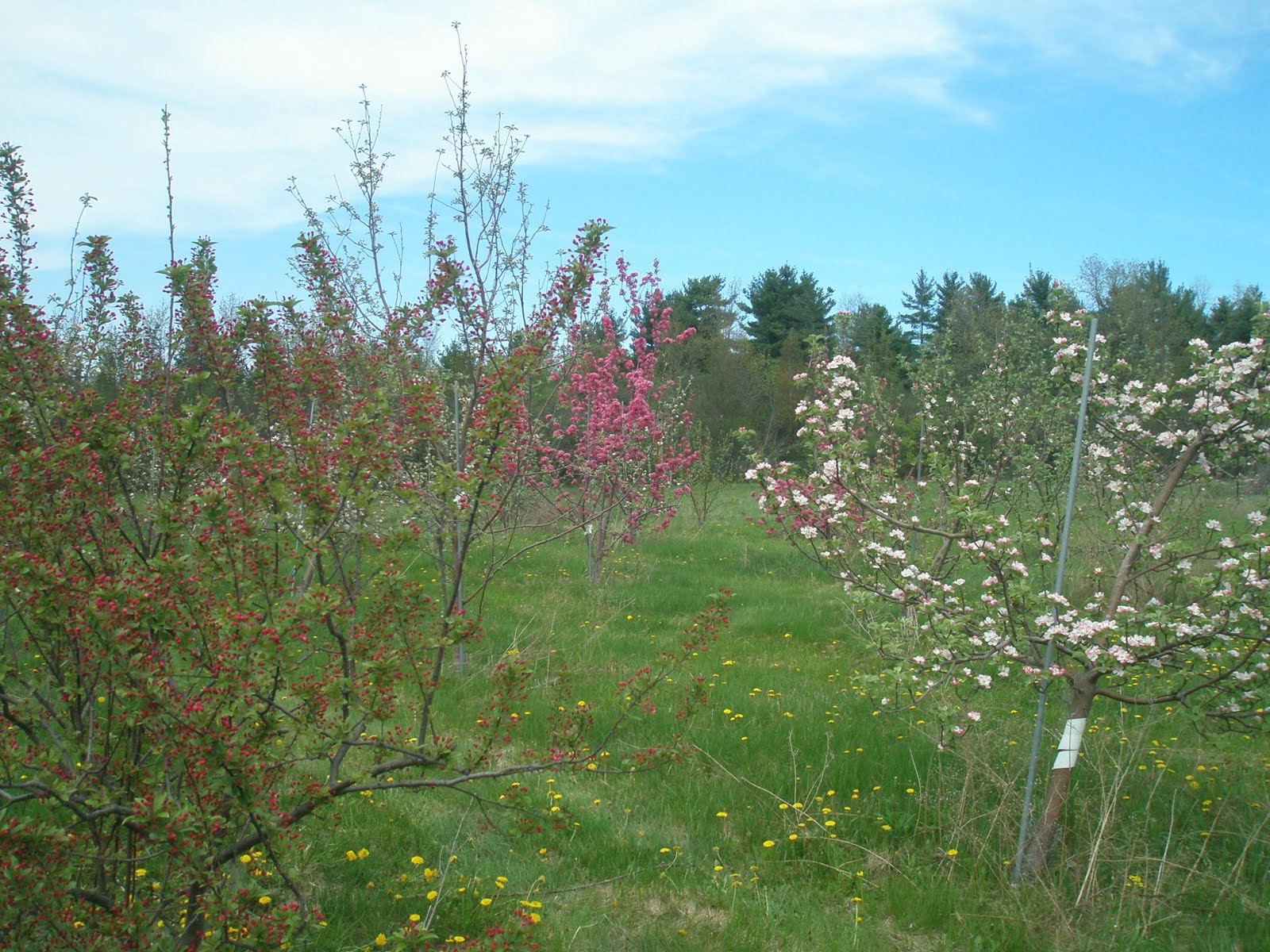 A LIFE OF APPLES Bloom