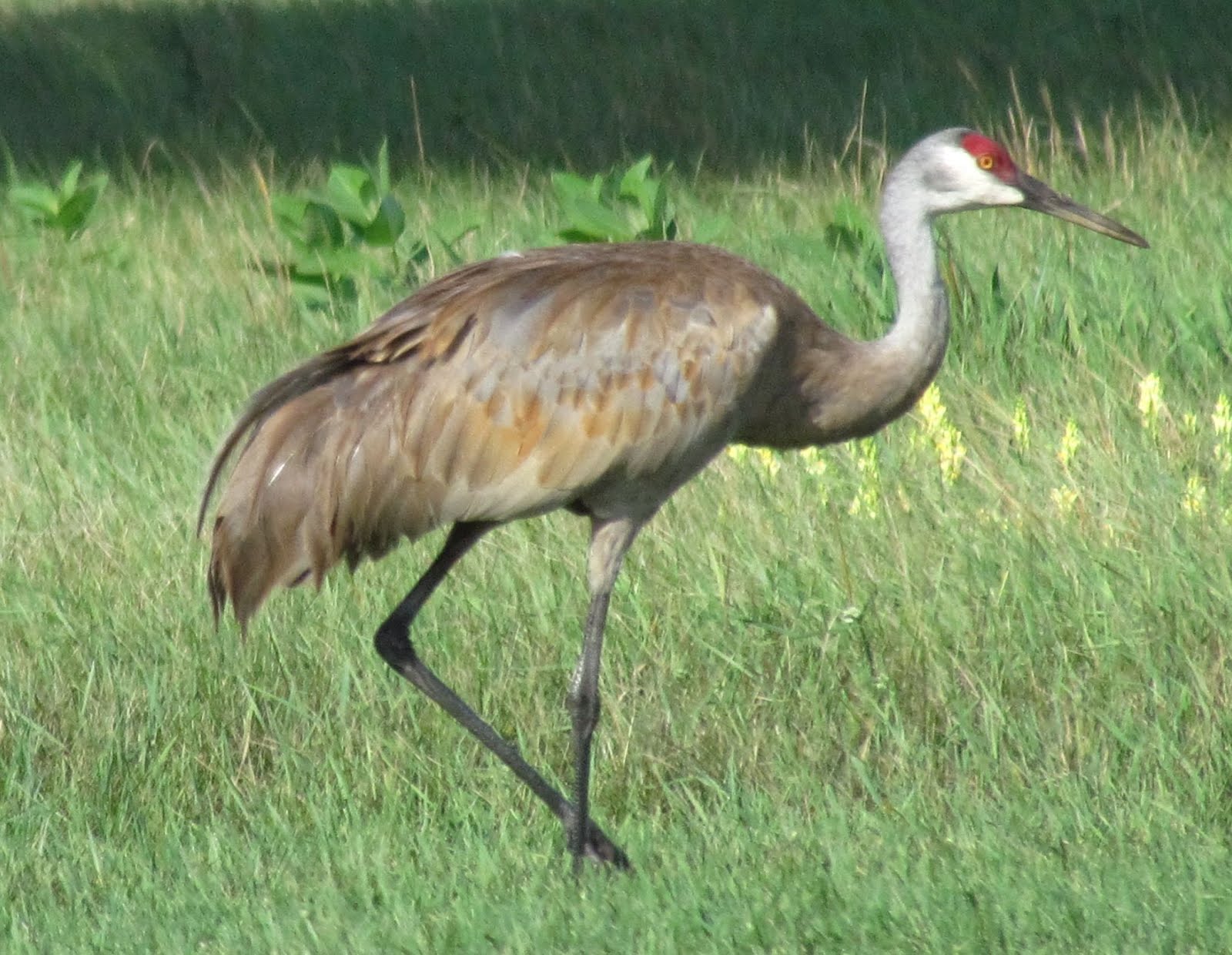 Pieceful Afternoon Wisconsin Sandhill Cranes