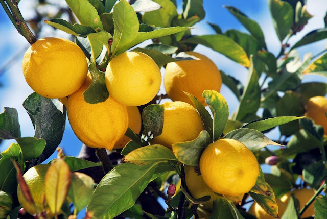 Sorrento e la sua cucina tipica Sorrento limoni