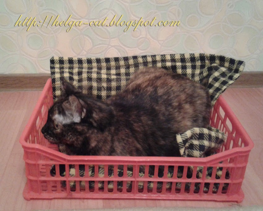 домик вышивающей кошки блог