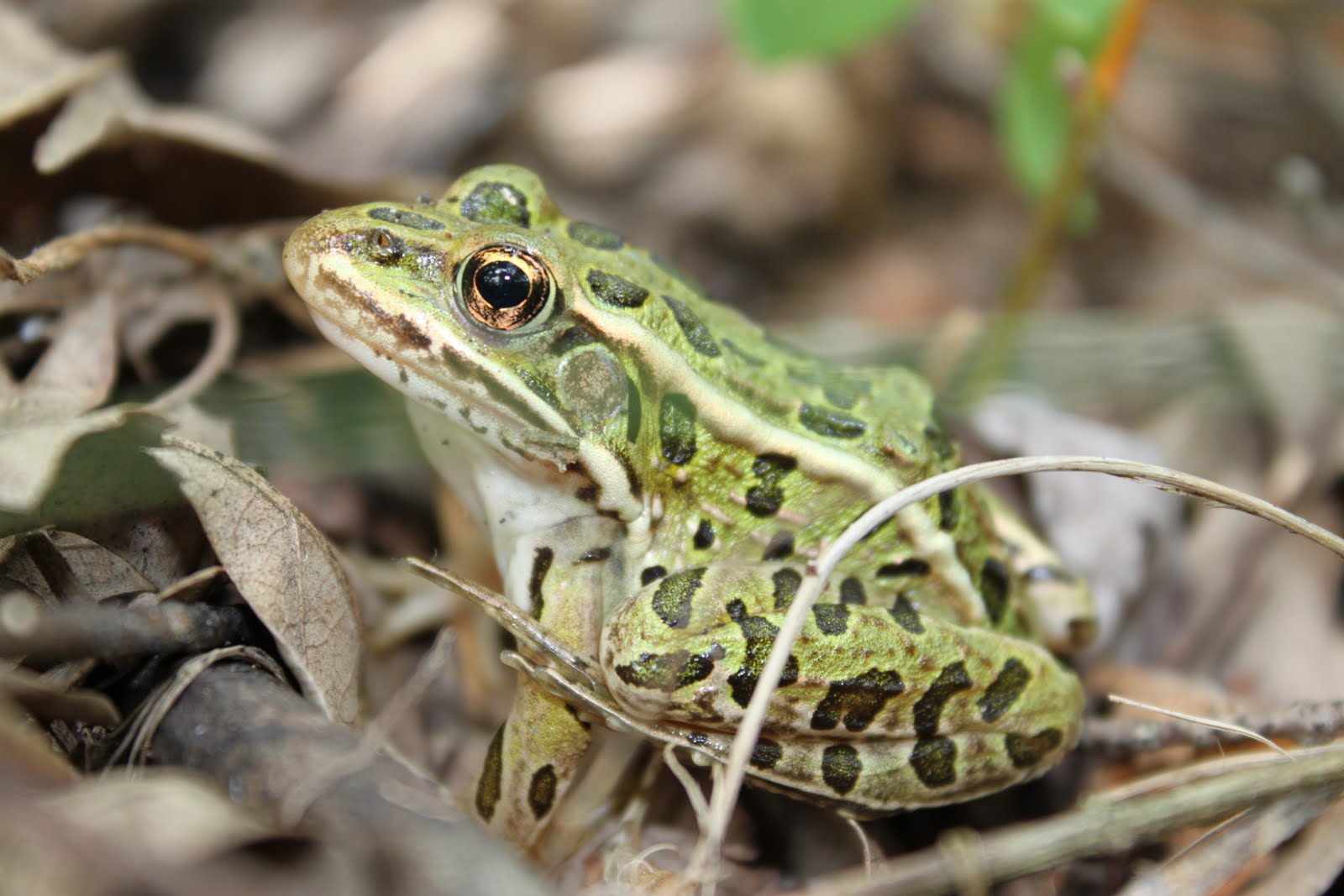 At the Lake Cottage: Frogs