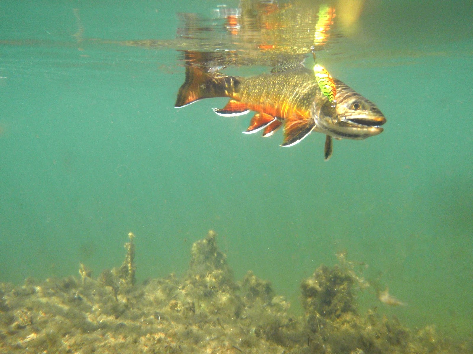 Virginia Tech Ichthyology Class Population Control of Brook Trout