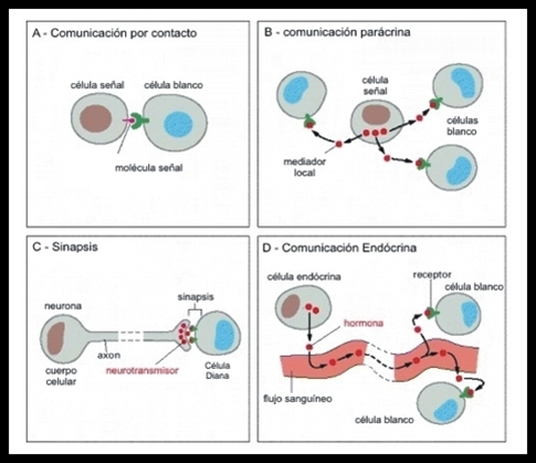 Biología Molecular Comunicación celular.