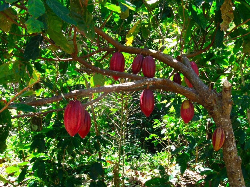 Theobroma: Biología de la planta de Cacao