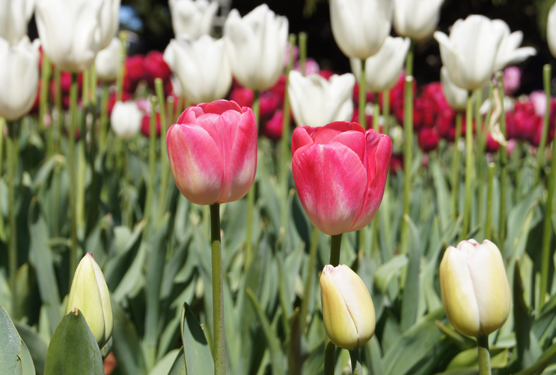 NixPages: TULIP FESTIVAL IN THE DANDENONGS