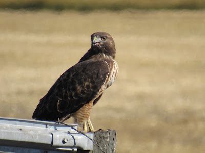 Red-tailed Hawk