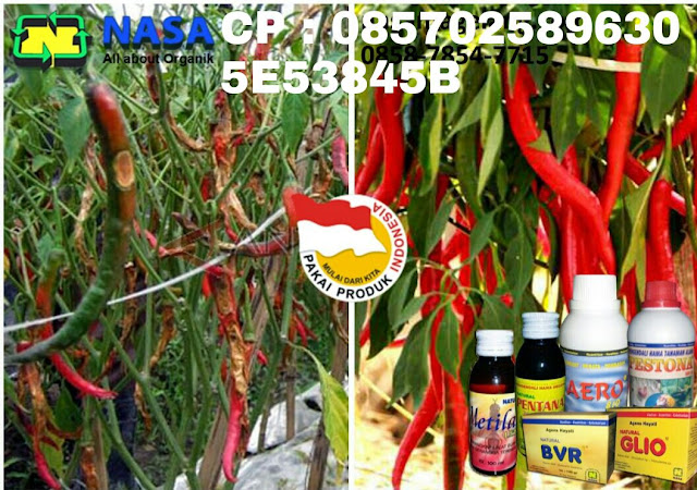 www.produknasaonline.com