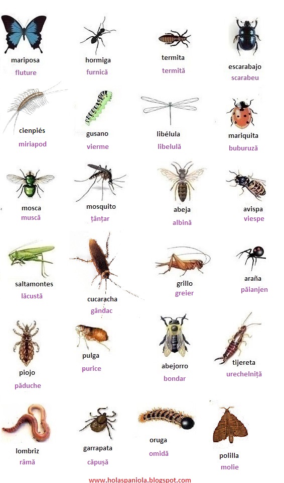 HOLA SPANIOLA: Bichos / Gâze