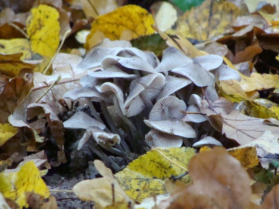 Mycena polygramma DSC26244