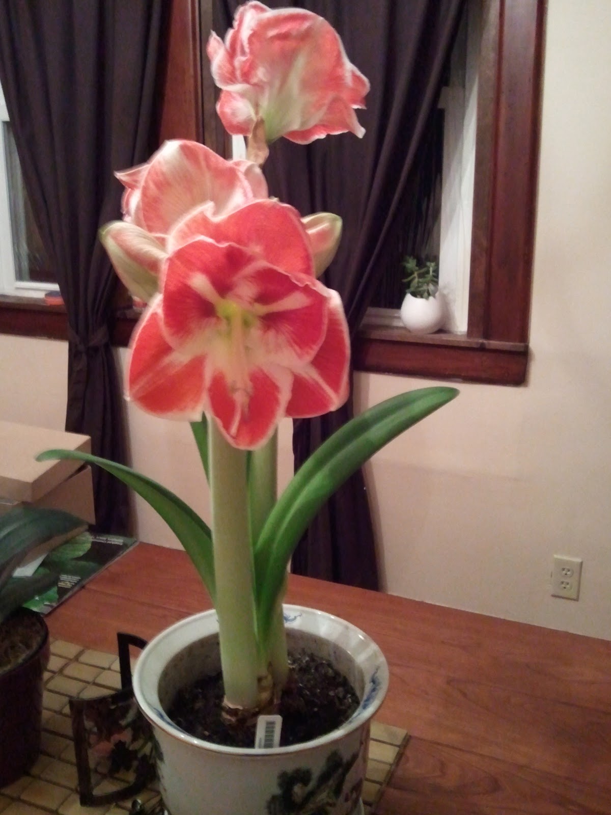 gardening in the boroughs of nyc Amaryllis ReBlooming