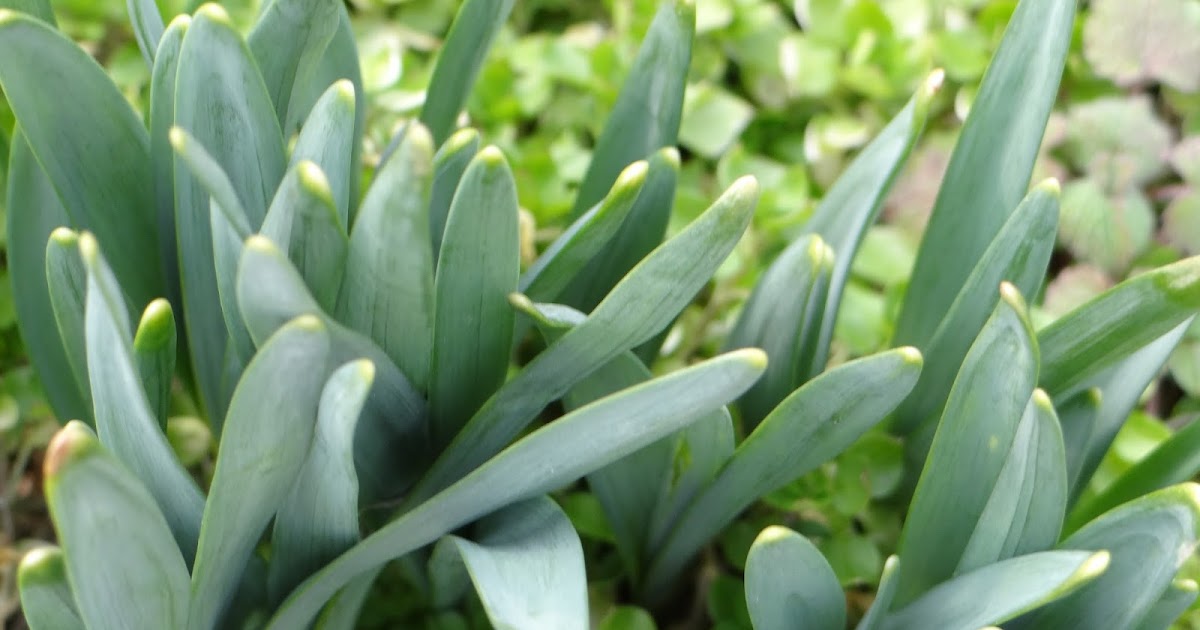 Trader Joe's 365 Tulip Bulbs in Glass Vase