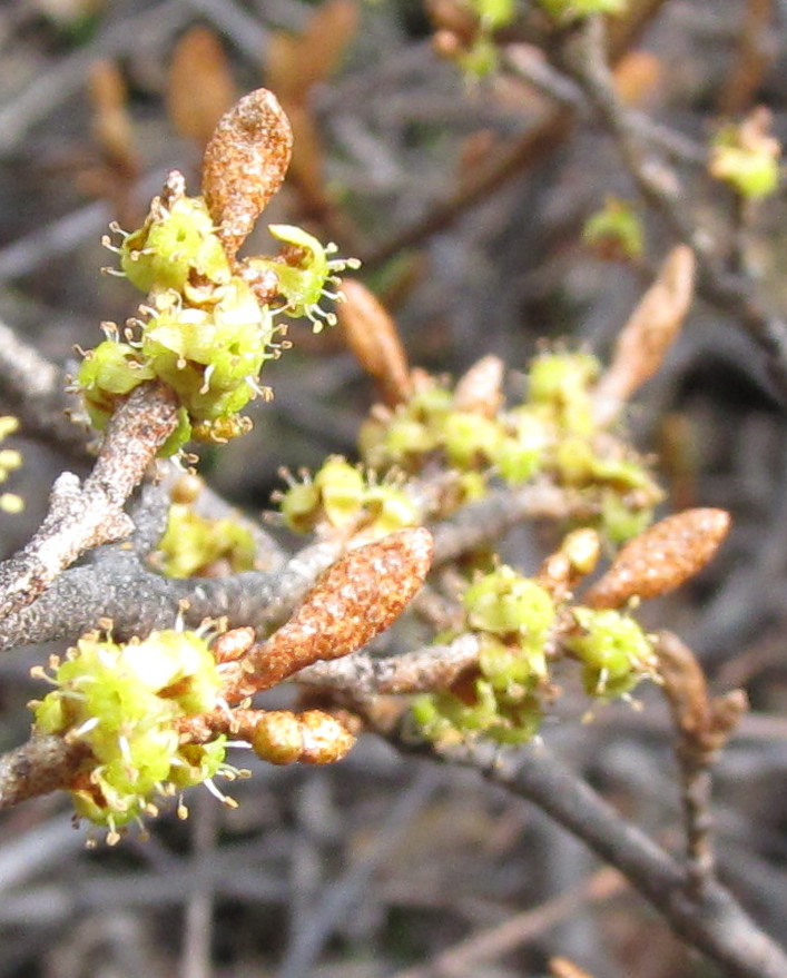 Yukon Wild Berries soap berry