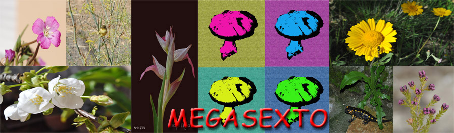 MEGASEXTO