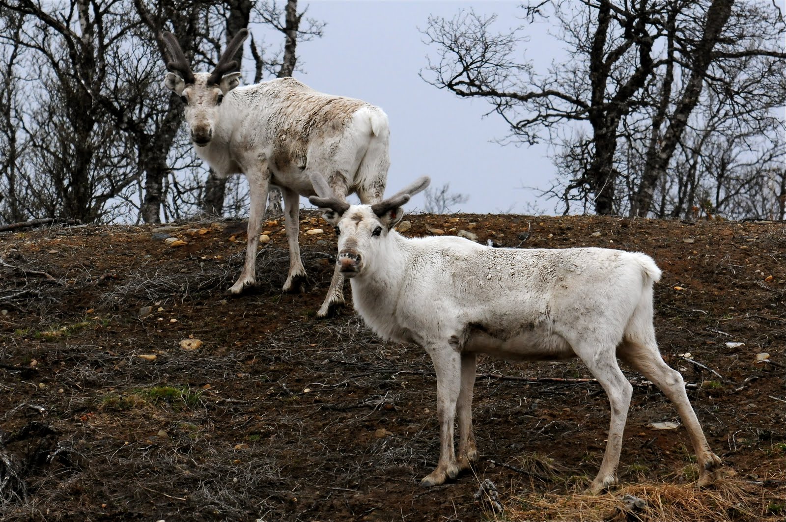 Naturfoto Einar Hugnes: Røy, rødrev med hare, vassende elg m.m.