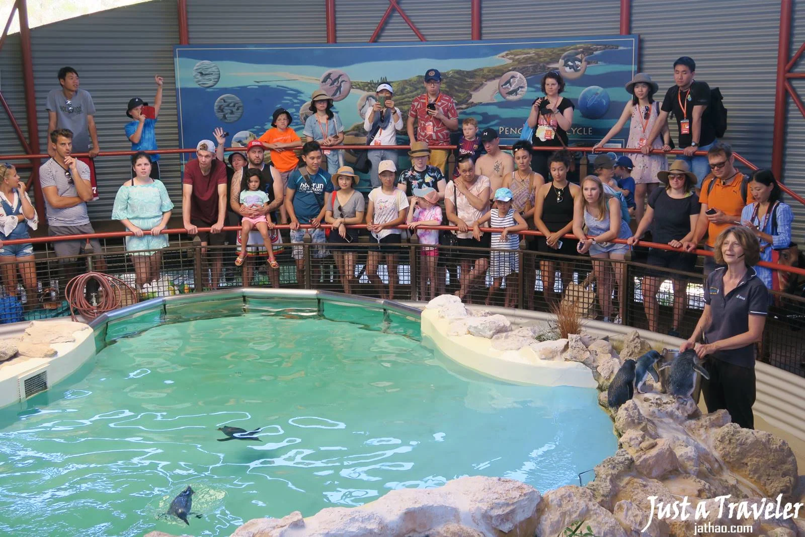 澳洲-伯斯-景點-推薦-企鵝島-Penguin-Island-必玩-必去-自由行-行程-攻略-旅遊-一日遊-二日遊-Perth-Travel-Tourist-Attraction