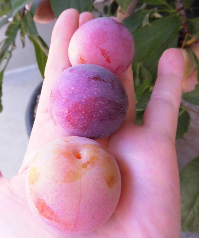 四季成り果樹園芸 スモモのメスレー Plum Methley