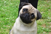 Pug Dogs HD