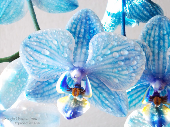 Orquídeas no Apê: Como cultivar orquídeas: Água